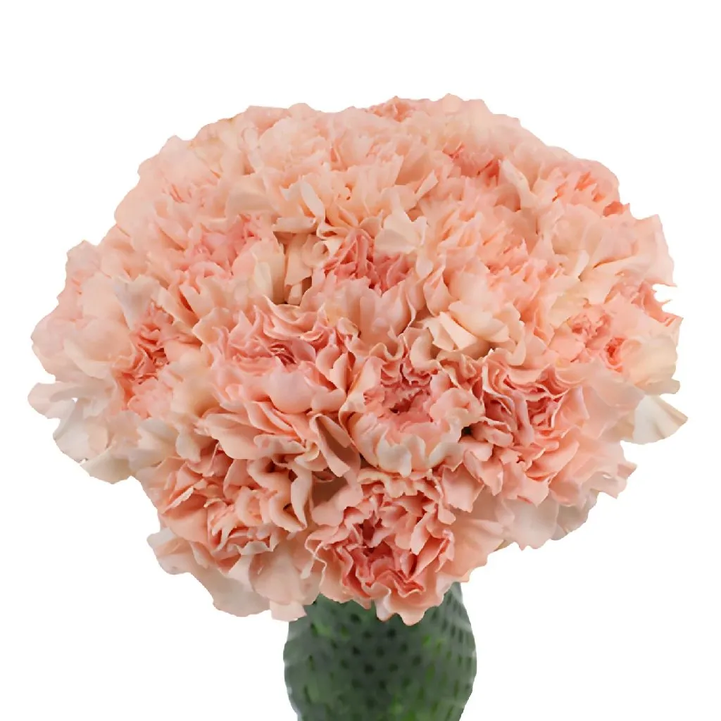 Ballet Slippers Carnation Flowers