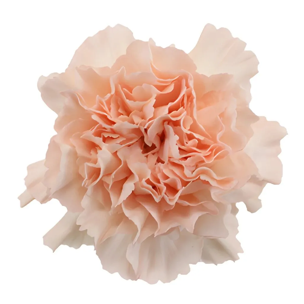 Ballet Slippers Carnation Flowers