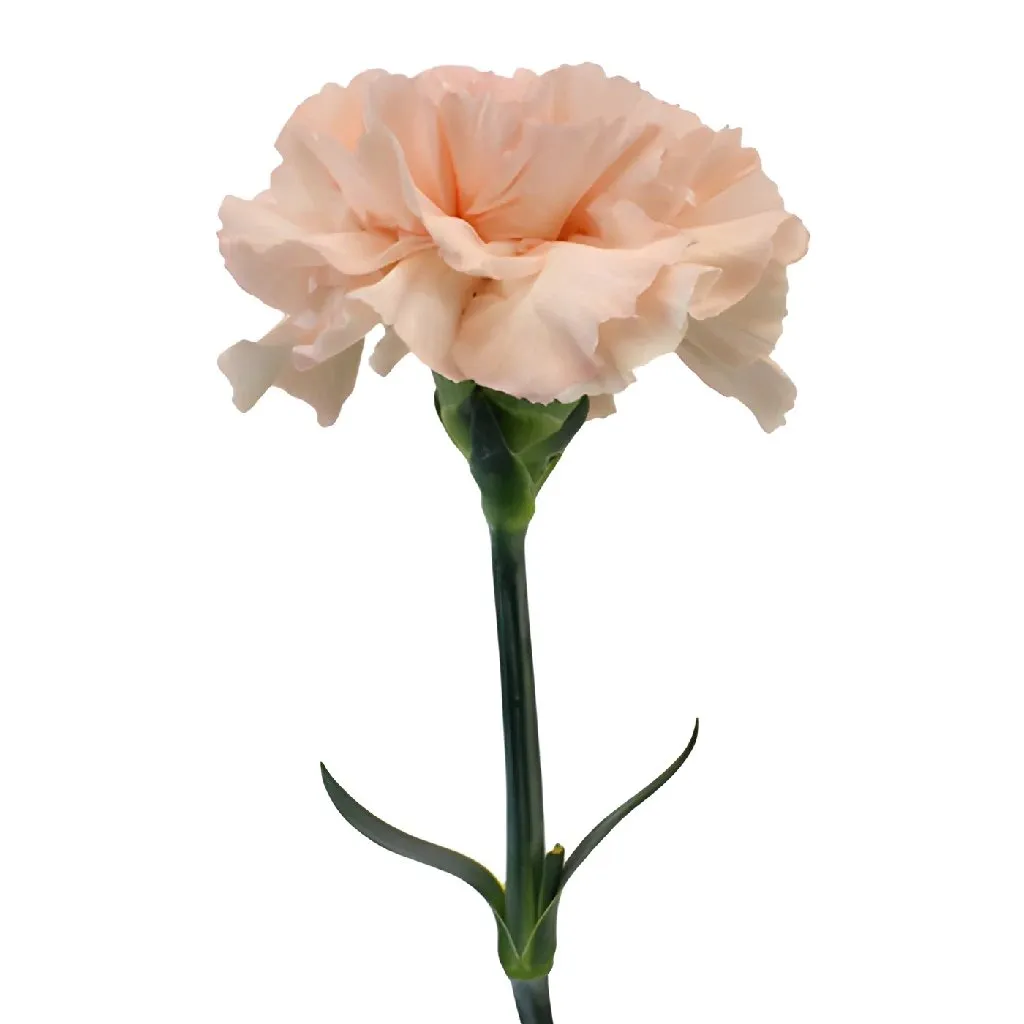 Ballet Slippers Carnation Flowers